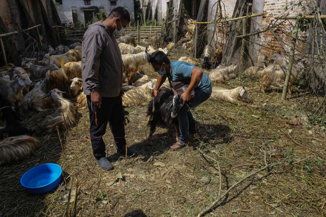 SunilPradhan_Livestock_12khariphotos (7)1664444272.JPG